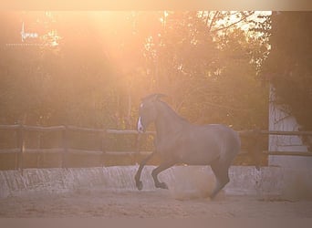 Lusitanos, Hengst, 7 Jahre, 168 cm, Grullo