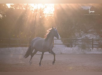 Lusitanos, Hengst, 7 Jahre, 168 cm, Grullo