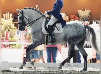 Lusitanos, Hengst, 8 Jahre, 160 cm, Schimmel