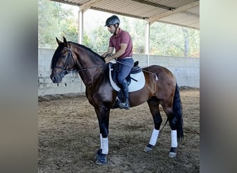 Lusitanos, Hengst, 8 Jahre, 163 cm, Dunkelbrauner
