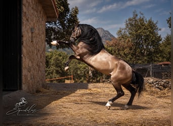 Lusitanos Mix, Hengst, 8 Jahre, 165 cm, Grullo