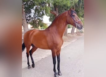 Lusitanos, Hengst, 8 Jahre, 166 cm, Brauner