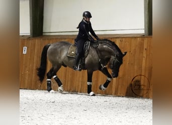 Lusitanos Mix, Hengst, 8 Jahre, 166 cm, Grullo