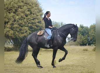 Lusitanos, Hengst, 8 Jahre, 168 cm, Rappe