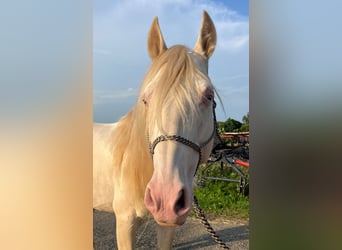 Lusitanos Mix, Hengst, 9 Jahre, 146 cm, Perlino
