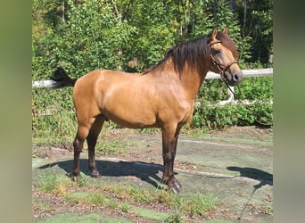 Lusitanos, Hengst, 9 Jahre, 150 cm, Falbe