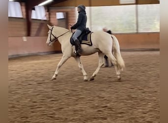 Lusitanos, Hengst, 9 Jahre, 158 cm, Cremello