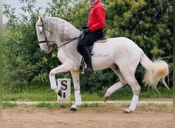 Lusitanos, Hengst, 9 Jahre, 160 cm, Schimmel