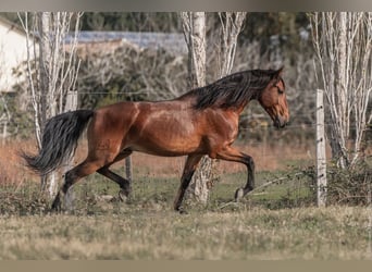 Lusitanos, Hengst, 9 Jahre, 163 cm, Brauner