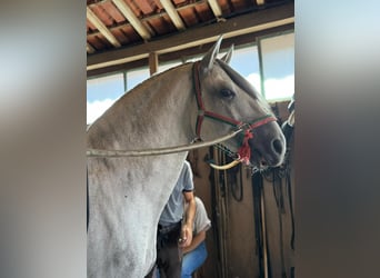 Lusitanos, Hengst, 9 Jahre, 163 cm, Schimmel