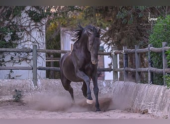 Lusitanos, Hengst, 9 Jahre, 168 cm, Rappe