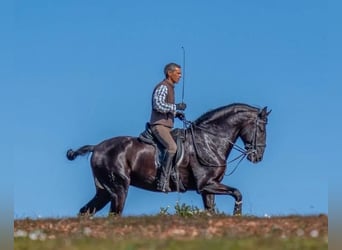 Lusitanos, Hengst, 9 Jahre, 168 cm, Rappe