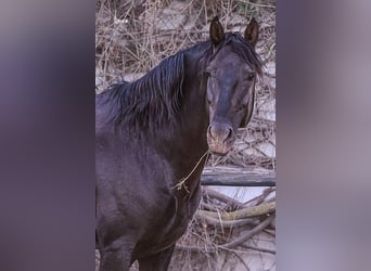 Lusitanos, Hengst, 9 Jahre, 168 cm, Rappe