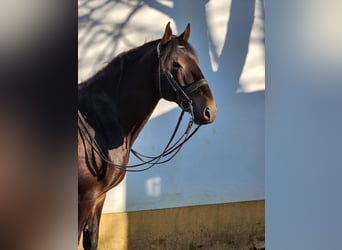 Lusitanos, Hengst, 9 Jahre, 170 cm, Buckskin