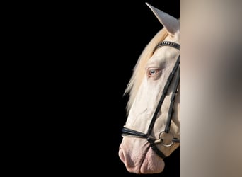 Lusitanos, Hengst, 8 Jahre, Cremello