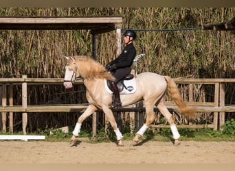 Lusitanos, Hengst, 8 Jahre, Cremello