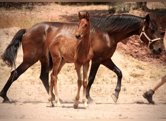 Lusitanos Mix, Hengst, , 160 cm, Brauner