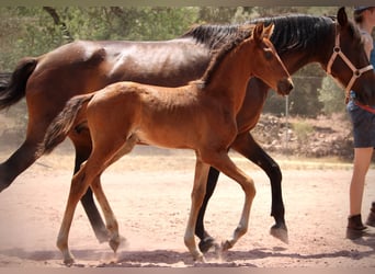 Lusitanos Mix, Hengst, , 160 cm, Brauner