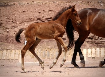 Lusitanos Mix, Hengst, , 160 cm, Brauner