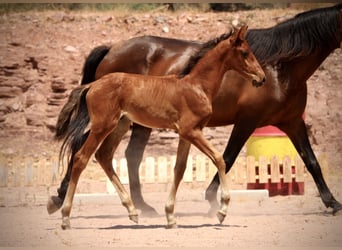 Lusitanos Mix, Hengst, , 160 cm, Brauner