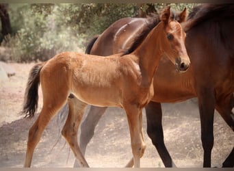 Lusitanos Mix, Hengst, , 160 cm, Brauner