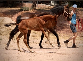 Lusitanos Mix, Hengst, , 160 cm, Brauner