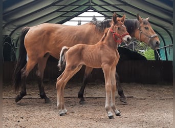 Lusitanos, Hengst, Fohlen (05/2026), 160 cm, Dunkelfuchs