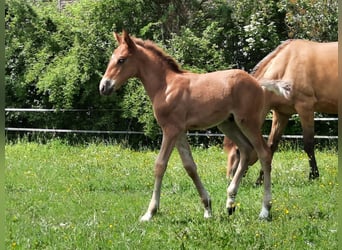 Lusitanos, Hengst, Fohlen (05/2026), 160 cm, Dunkelfuchs