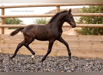 Lusitanos Mix, Hengst, Fohlen (03/2026), 160 cm, Rappe