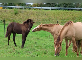 Lusitanos, Hengst, Fohlen (03/2025), 160 cm, Red Dun
