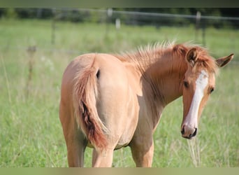 Lusitanos, Hengst, Fohlen (03/2025), 160 cm, Red Dun