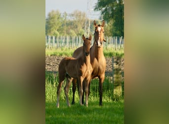 Lusitanos, Hengst, Fohlen (02/2024), 163 cm, Brauner