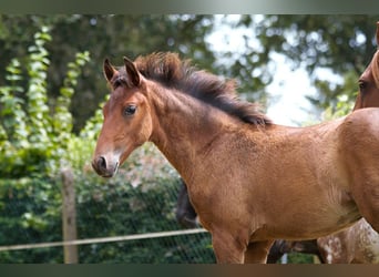 Lusitanos, Hengst, Fohlen (01/2024), 163 cm, Brauner