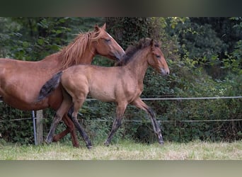 Lusitanos, Hengst, Fohlen (01/2024), 163 cm, Brauner