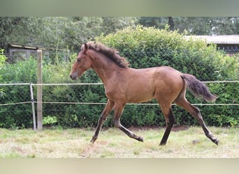 Lusitanos, Hengst, Fohlen (01/2024), 163 cm, Brauner