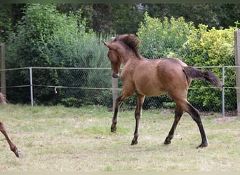 Lusitanos, Hengst, Fohlen (01/2024), 163 cm, Brauner