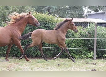 Lusitanos, Hengst, Fohlen (01/2024), 163 cm, Brauner