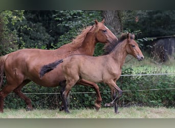 Lusitanos, Hengst, Fohlen (01/2024), 163 cm, Brauner