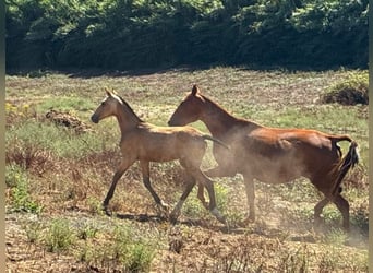 Lusitanos, Hengst, Fohlen (03/2025), 163 cm, Buckskin