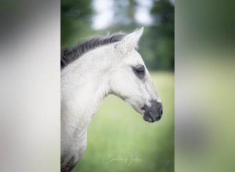 Lusitanos, Hengst, , 164 cm, Grullo