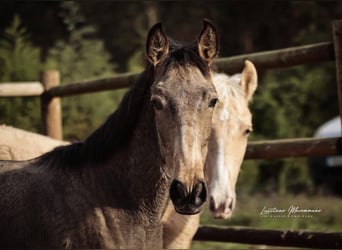 Lusitanos, Hengst, Fohlen (03/2025), 164 cm, Palomino