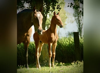 Lusitanos, Hengst, Fohlen (04/2026), 165 cm, Brauner