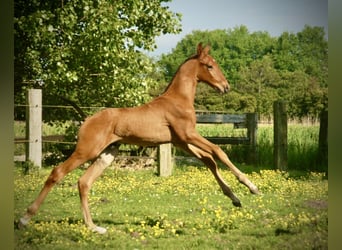 Lusitanos, Hengst, Fohlen (04/2026), 165 cm, Brauner