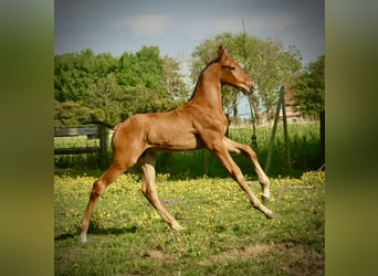 Lusitanos, Hengst, Fohlen (04/2026), 165 cm, Brauner