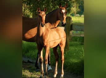 Lusitanos, Hengst, Fohlen (03/2024), 165 cm, Brauner