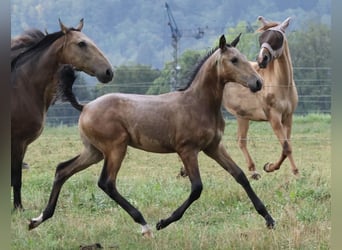 Lusitanos, Hengst, Fohlen (04/2026), 166 cm, Buckskin