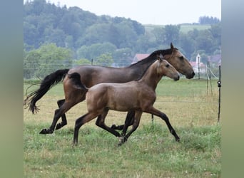 Lusitanos, Hengst, Fohlen (04/2026), 166 cm, Buckskin