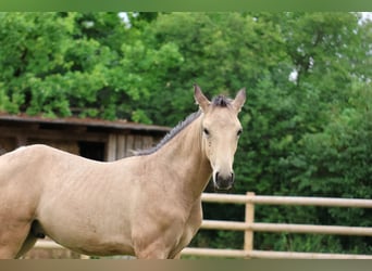 Lusitanos, Hengst, Fohlen (04/2026), 166 cm, Buckskin
