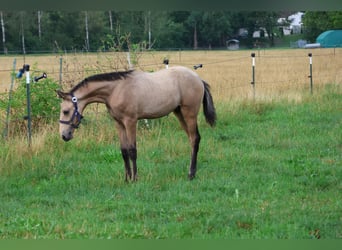 Lusitanos, Hengst, Fohlen (04/2026), 166 cm, Buckskin