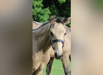 Lusitanos, Hengst, Fohlen (04/2026), 166 cm, Buckskin